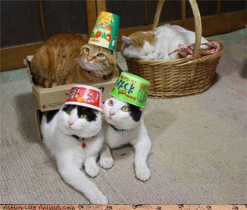 Cats in hats.